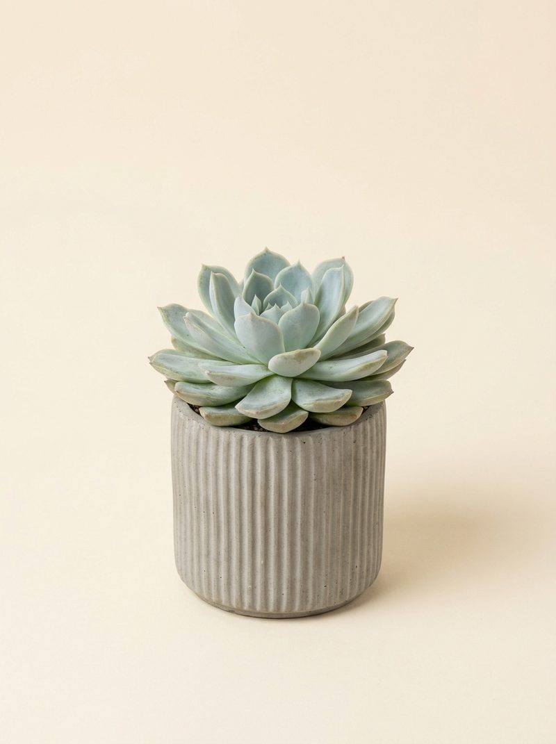 Echeveria