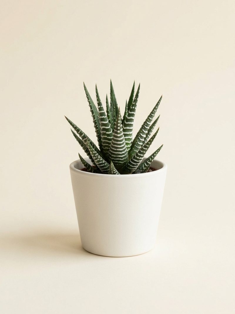 Haworthia