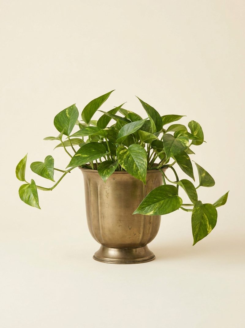 Pothos
