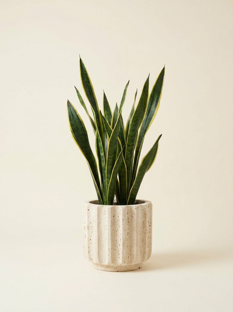 Sansevieria